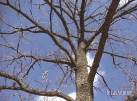 상수리나무 겨울 줄기와 가지 (1월 26일)