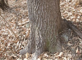 상수리나무 밑동과 줄기껍질 (1월 9일)