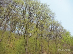 상수리나무 - 봄 군락 꽃 핀 모습 (4월 10일)