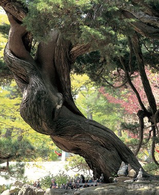 보문사 향나무(인천광역시 기념물)