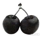 버찌(Prunus pauciflora)