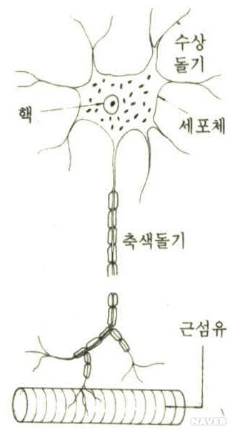 뉴런