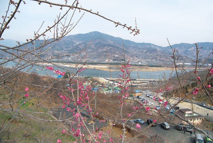 광양 도사리 율산매 - 농원의 매화들