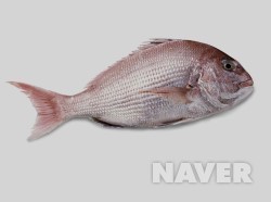 행복한찹쌀꽈배기광주 이미지