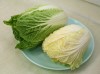 배추