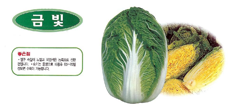 배추의 품종 - 금빛