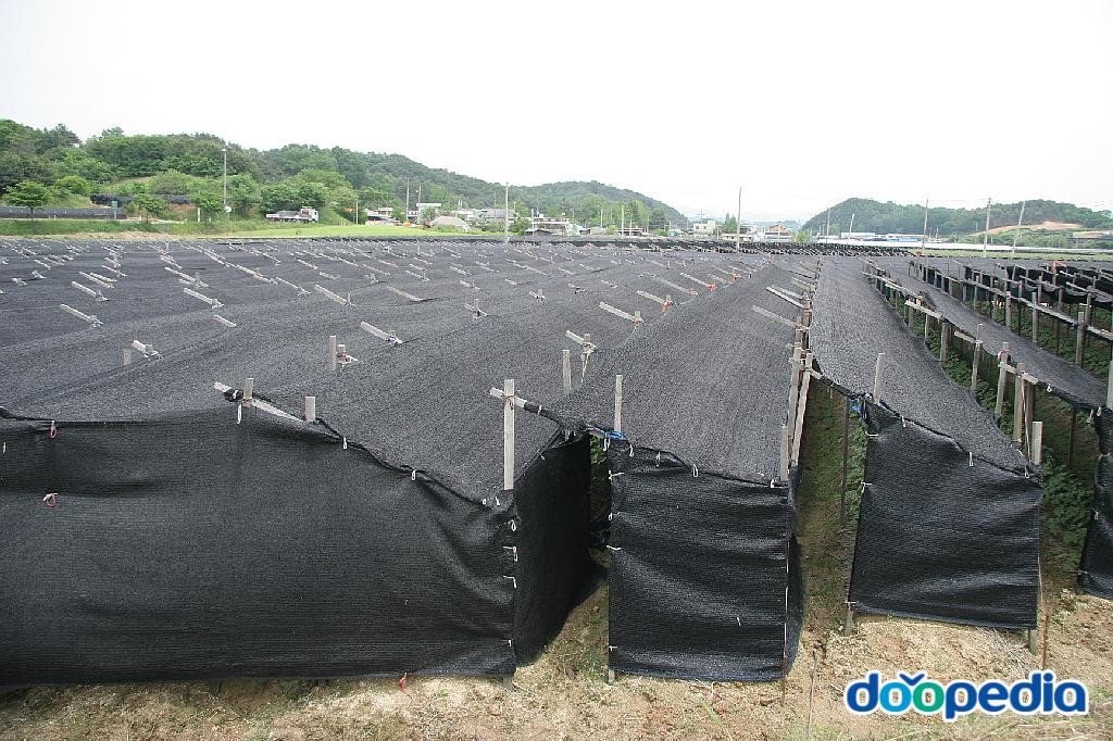 금산군의 산업 - 인삼밭