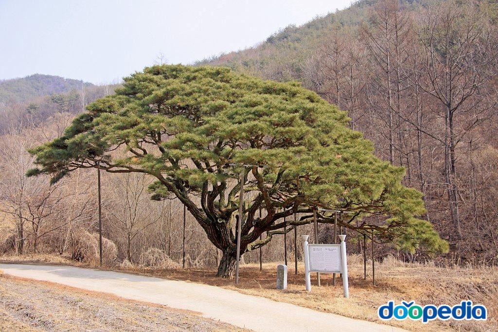 예천 사부리 소나무