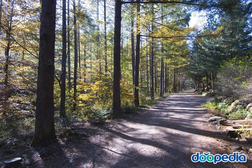 청옥산자연휴양림 - 청옥산자연휴양림 등산로