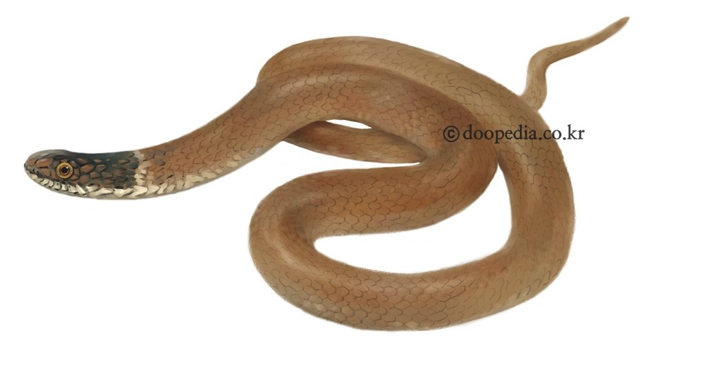 비바리뱀 - 비바리뱀(Sibynophis chinensis)