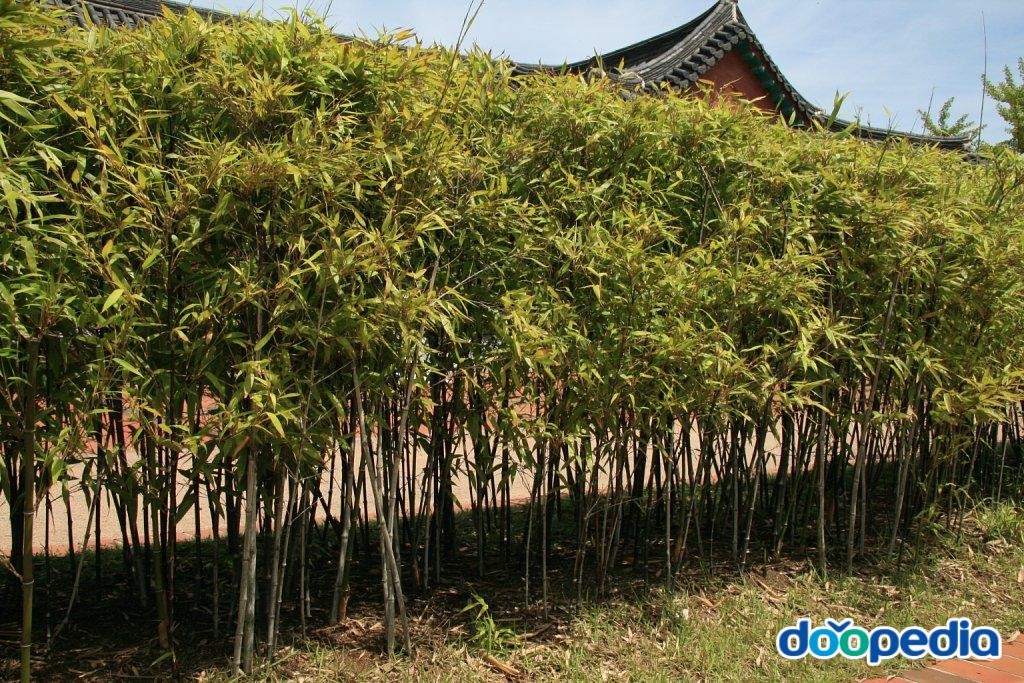 강릉 오죽헌 - 강릉 오죽헌 진입로의 오죽