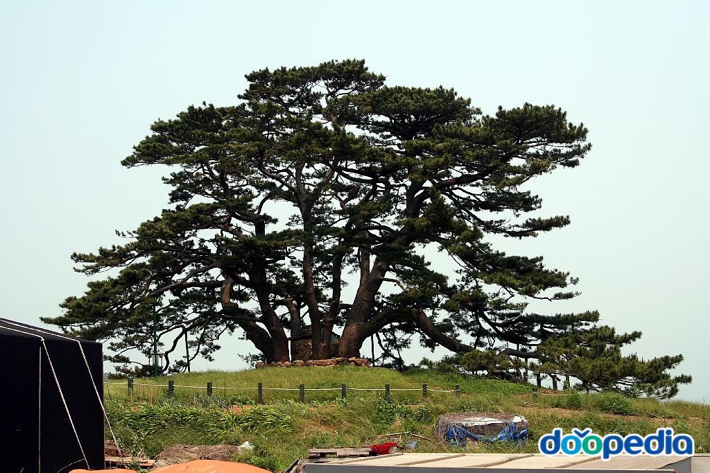 기장 죽성리 해송