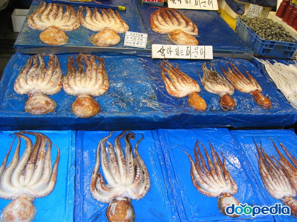 노량진수산시장 - 노량진수산시장에서 판매하는 문어