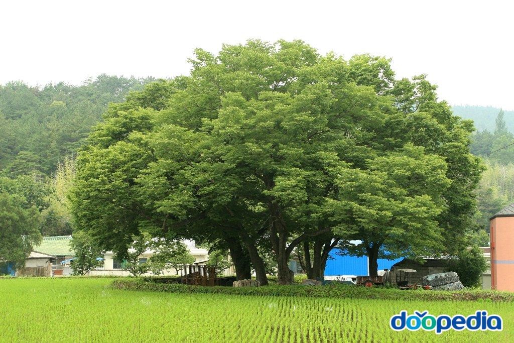 운교리