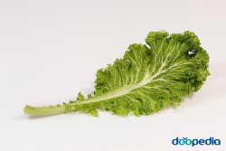 청겨자