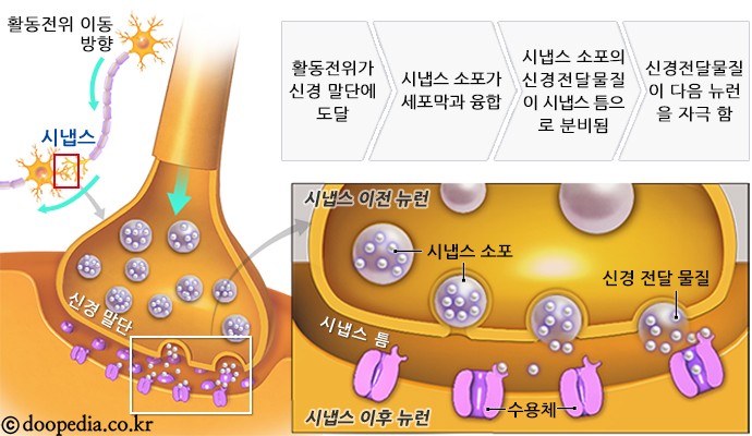 시냅스 - 시냅스 본문 이미지 1
