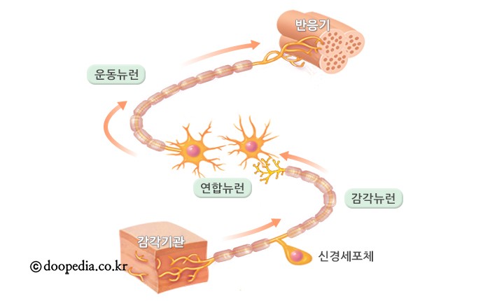 연합뉴런 - 연합뉴런 본문 이미지 1