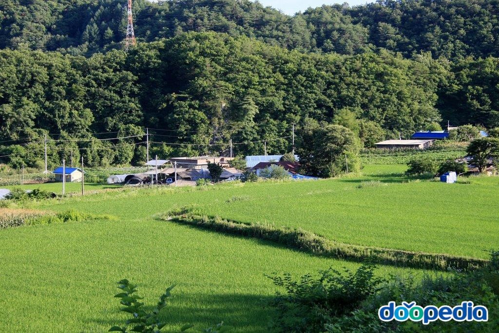 신읍리