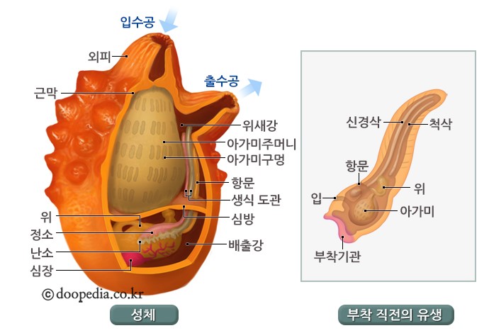멍게 본문 이미지 1