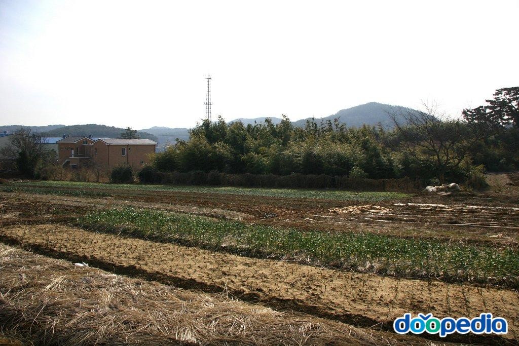 선제리 - 선제리 전경