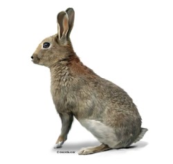굴토끼(Oryctolagus cuniculus)
