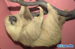 Hoffman's Two-toed Sloth