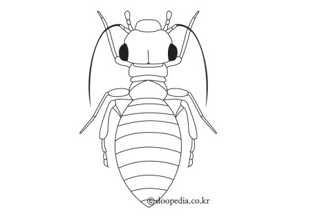 다듬이벌레목(Psocoptera)