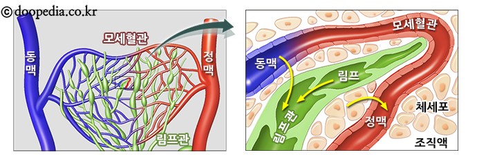 모델라지 이미지