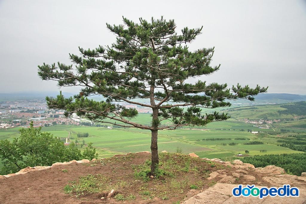 일송정 - 일송정 소나무
