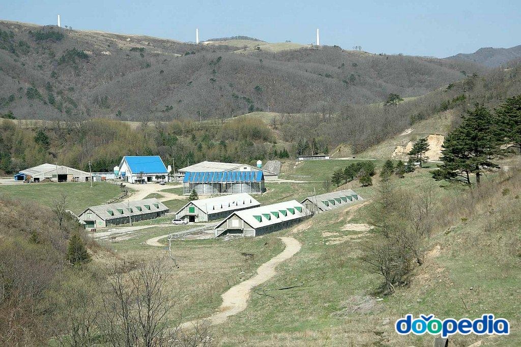 삼양라운드힐 - 삼양대관령목장