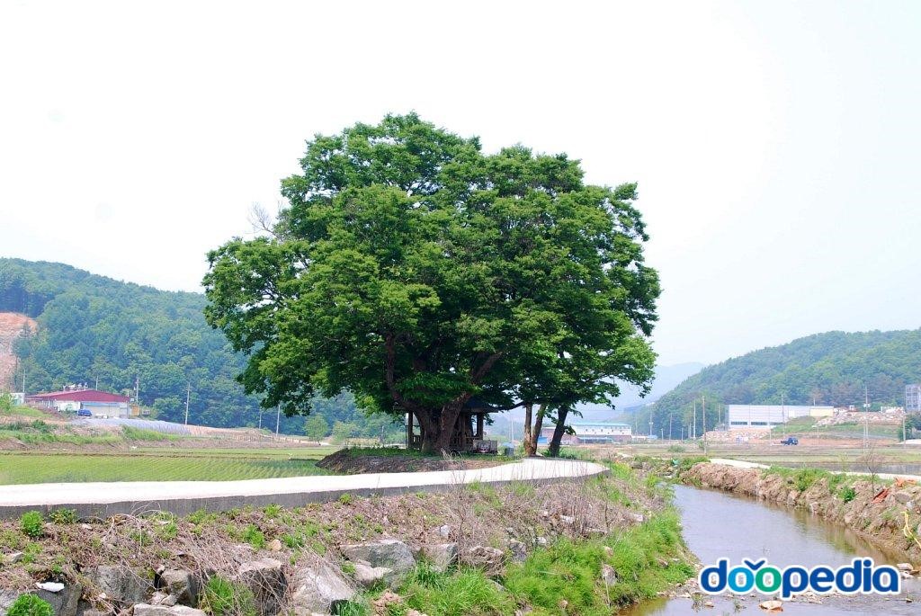 광주 봉현리 느티나무