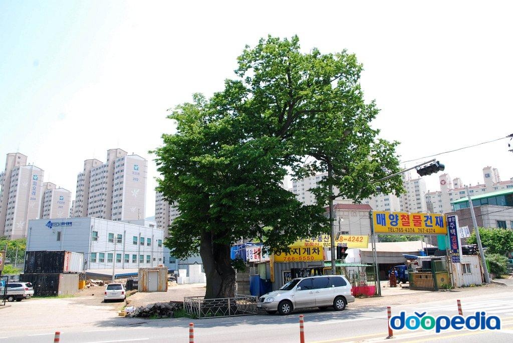 광주 매산동 느티나무