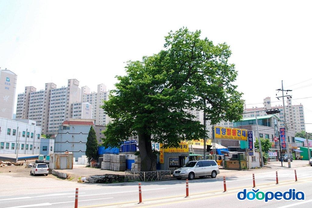 광주 매산동 느티나무