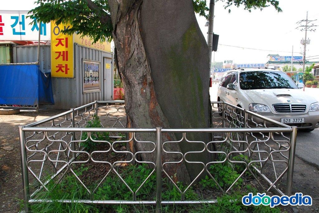 광주 매산동 느티나무