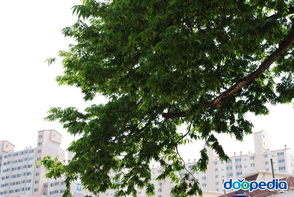 광주 매산동 느티나무