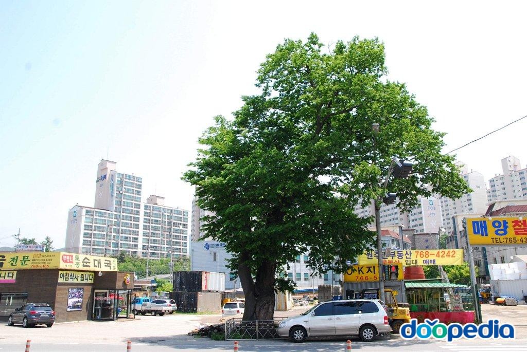 광주 매산동 느티나무