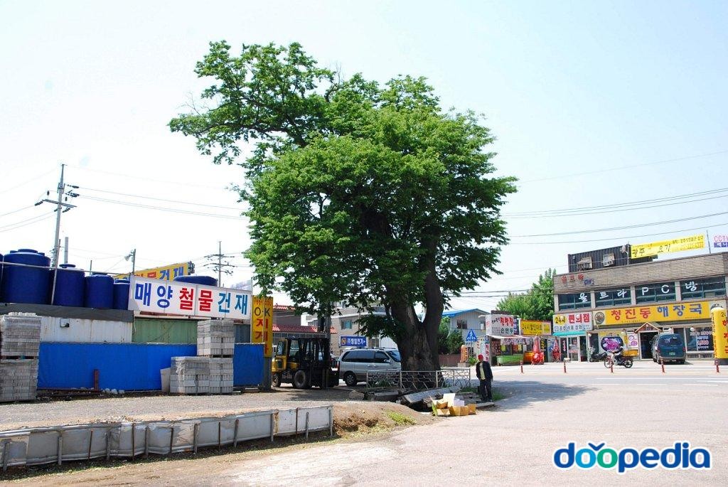 광주 매산동 느티나무