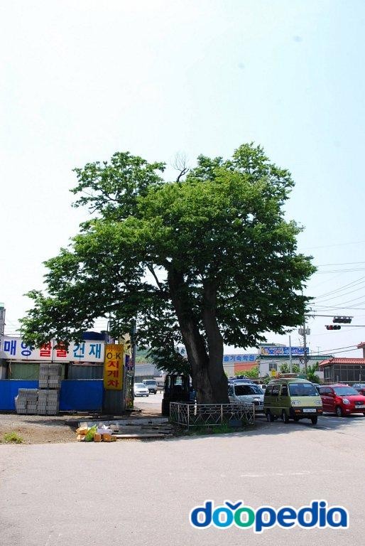 광주 매산동 느티나무