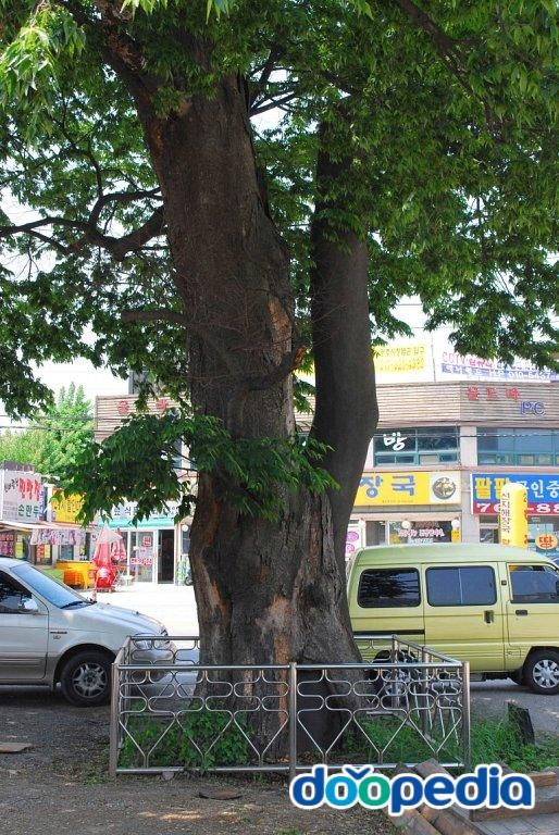 광주 매산동 느티나무
