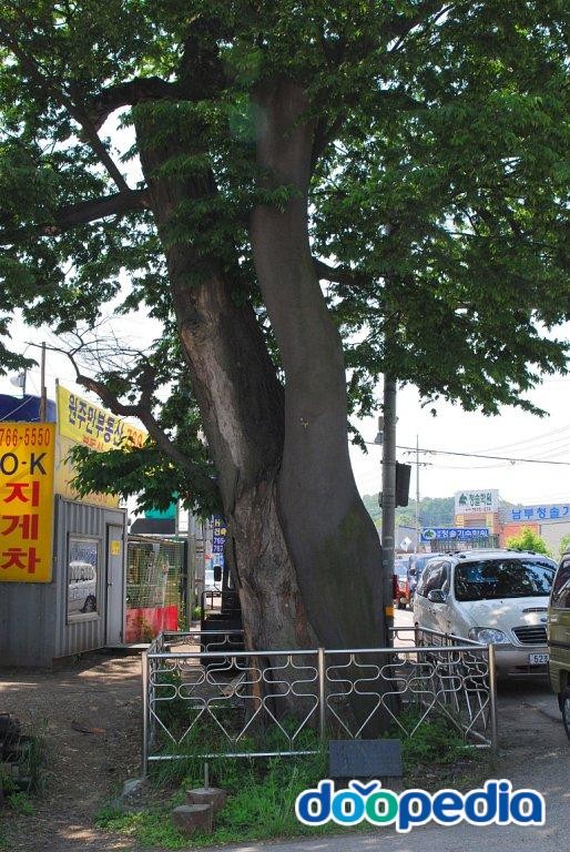 광주 매산동 느티나무