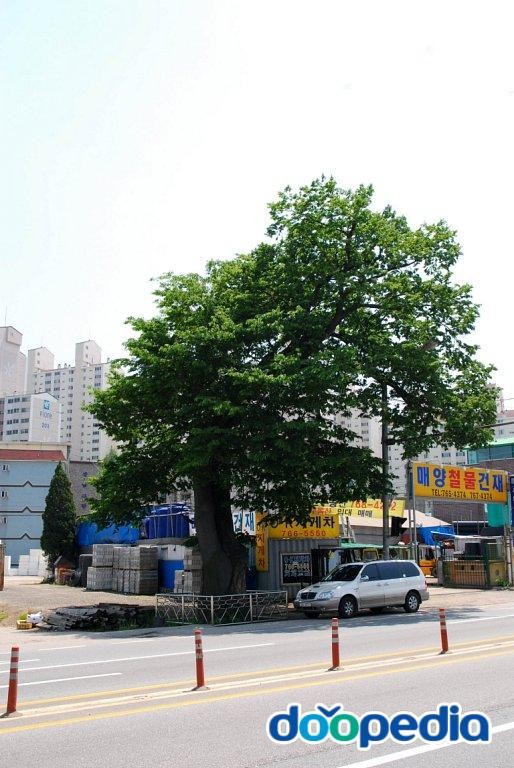 광주 매산동 느티나무