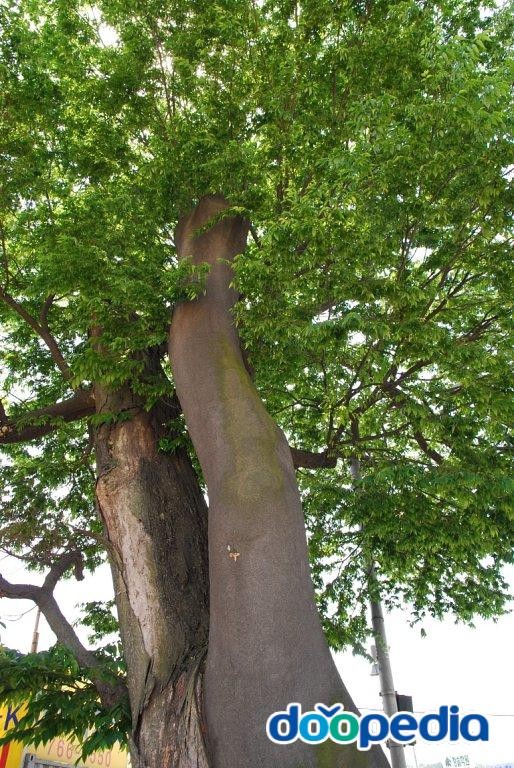 광주 매산동 느티나무