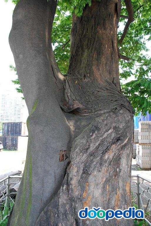 광주 매산동 느티나무