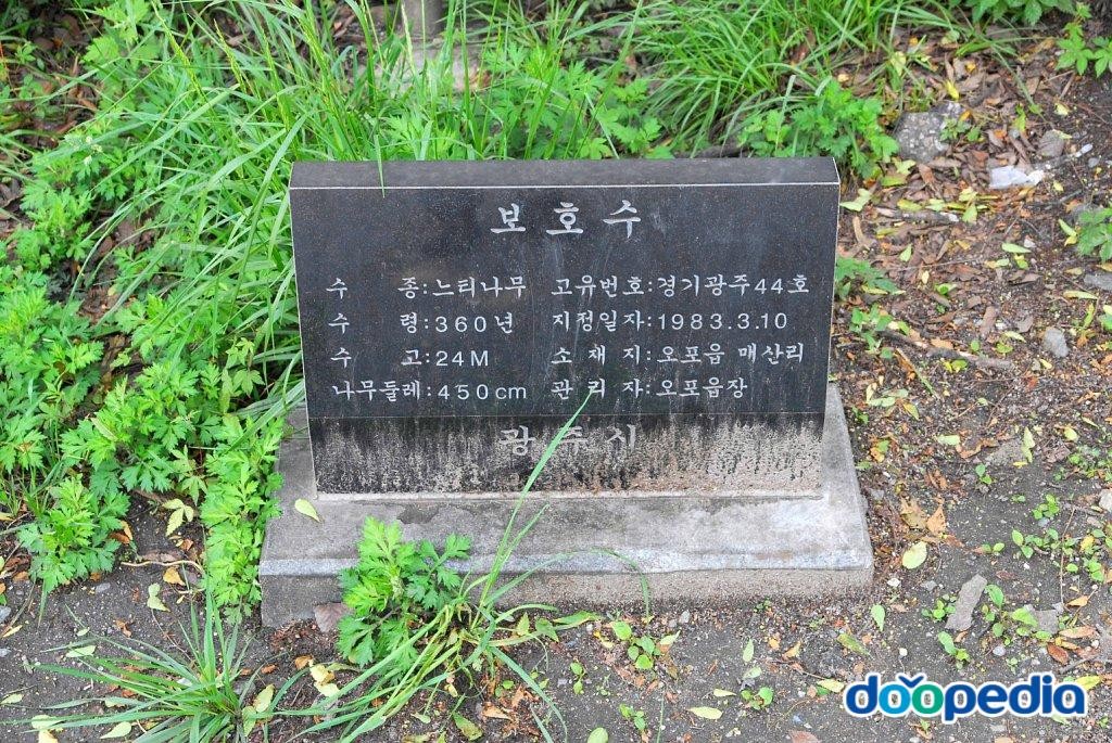 광주 매산동 느티나무