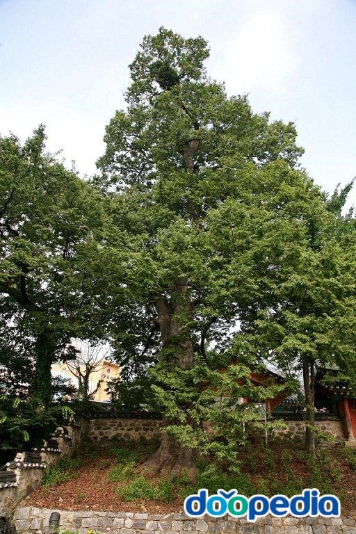 김포 북변동 느티나무 - 김포향교 느티나무