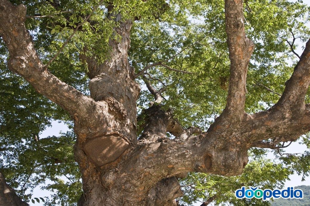 마산 감천리 느티나무 - 감천리 느티나무