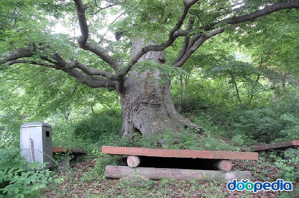 천안 연춘리 느티나무 - 북면 연춘리 느티나무