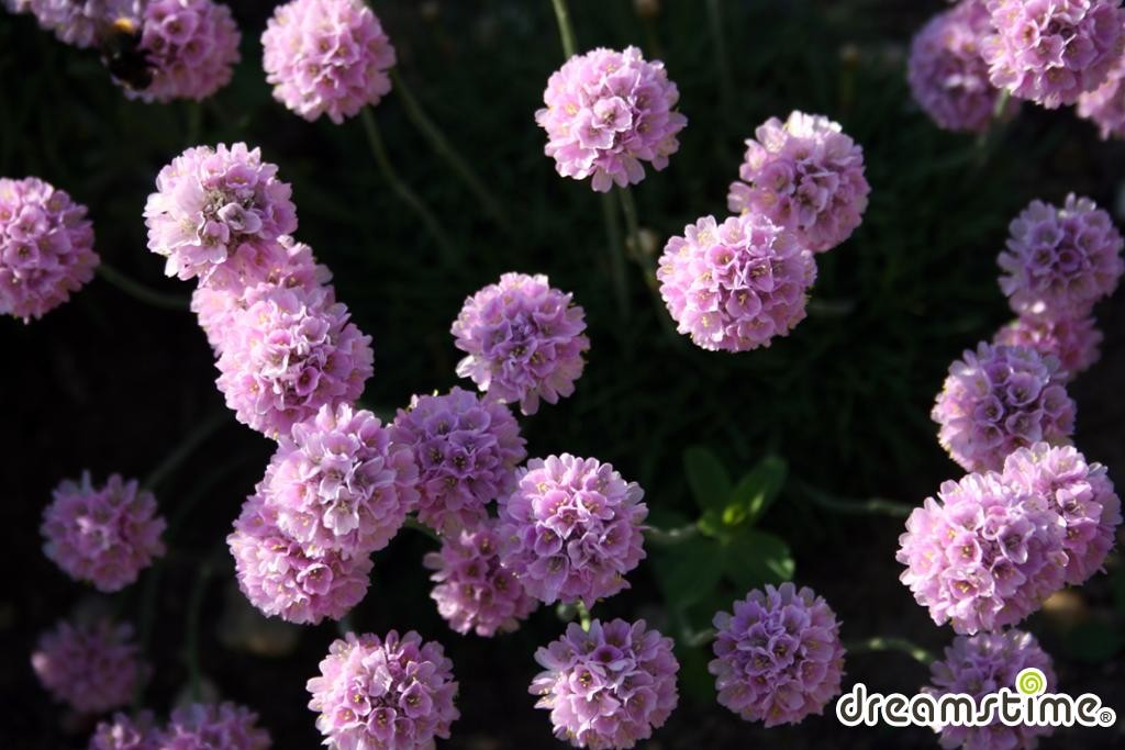 아르메리아