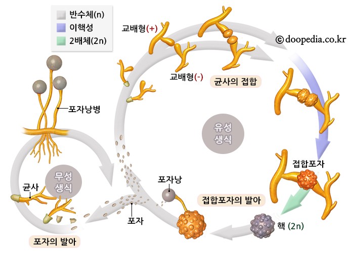 접합균류 본문 이미지 2