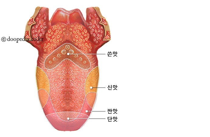 미각 - 미각 본문 이미지 2